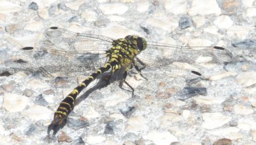 Onychogomphus forcipatus
